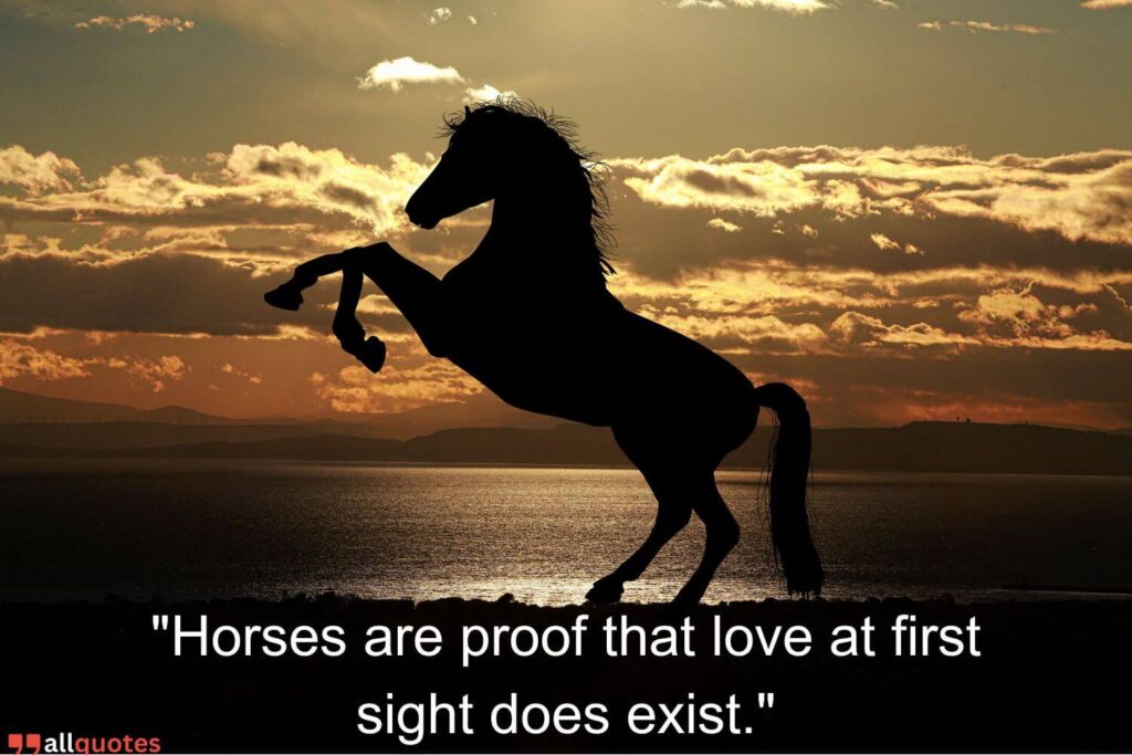 Cute Horse Quotes