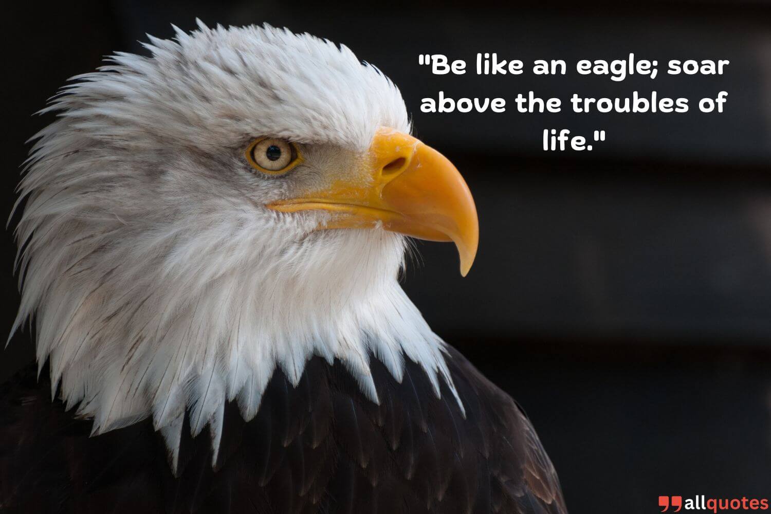 powerful eagle quote