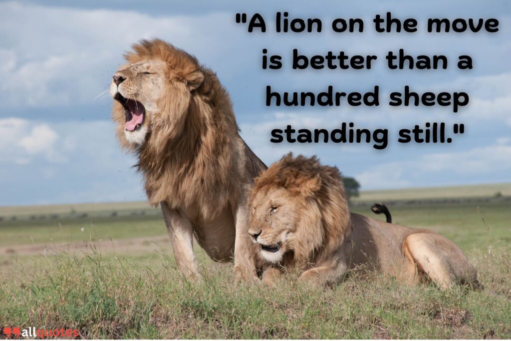 African Proverb about Lions