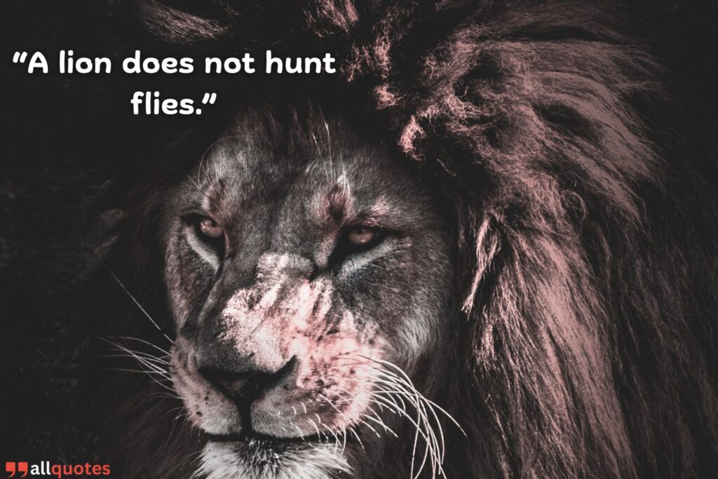 Arab Proverb about Lions in both Arabic and English