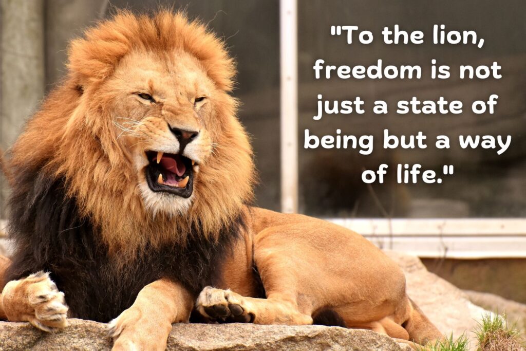 Lion quote on freedom 