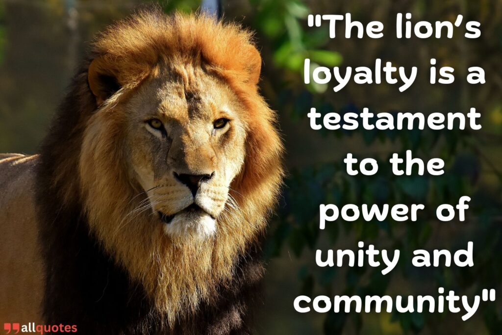 lion's loyalty saying