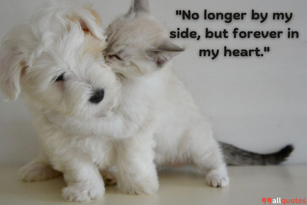  Quotes for Remembering Lost Pet